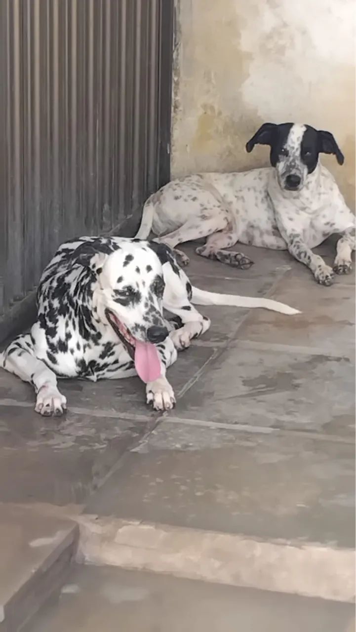 Cachorro Dálmata para doar
