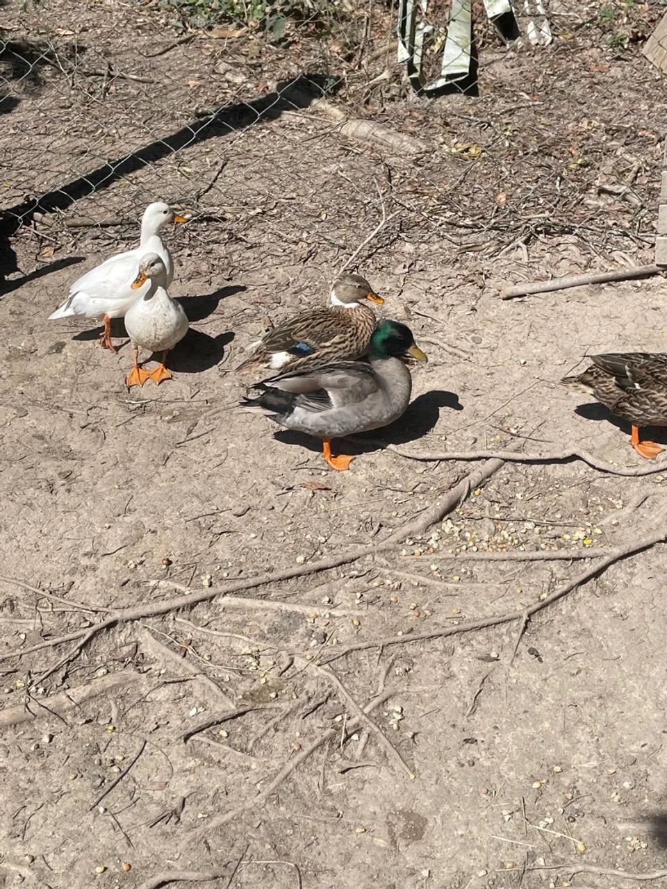 MINI MARRECOS COOL - Foto 6