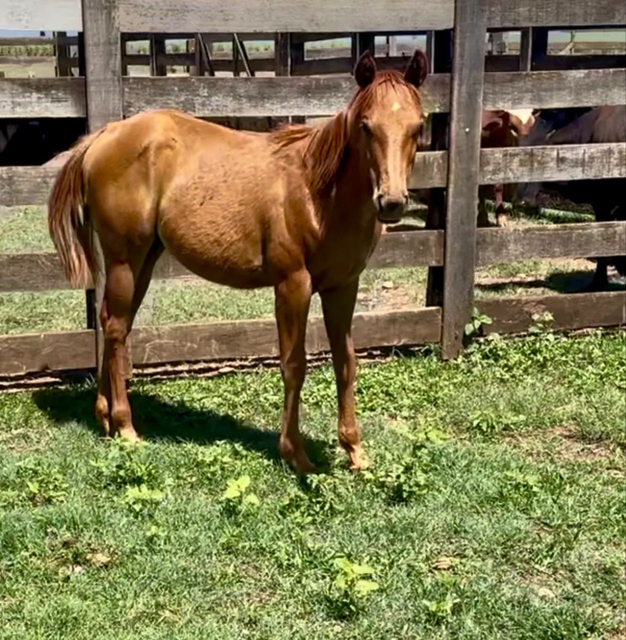 Potra quarto de milha PO com registro  - Foto 2