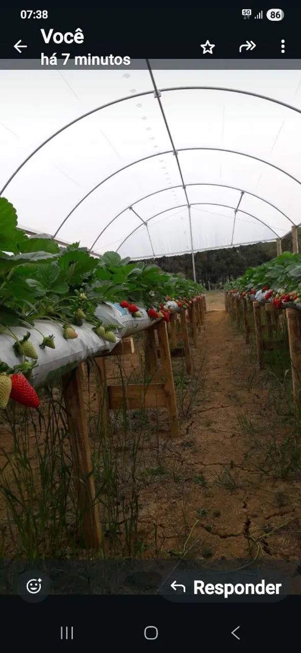 ESTUFA AGRÍCOLA - Foto 3