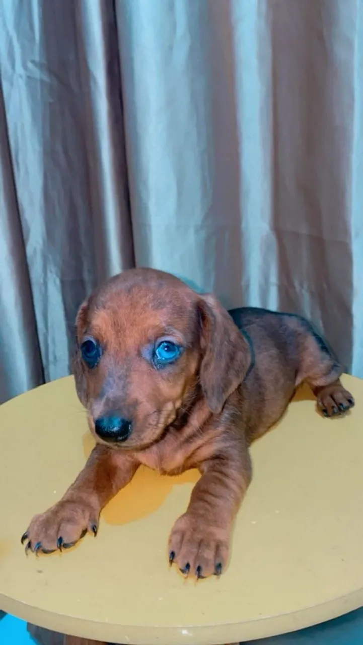 Filhotes de Teckel (Dachshund) miniatura disponível 