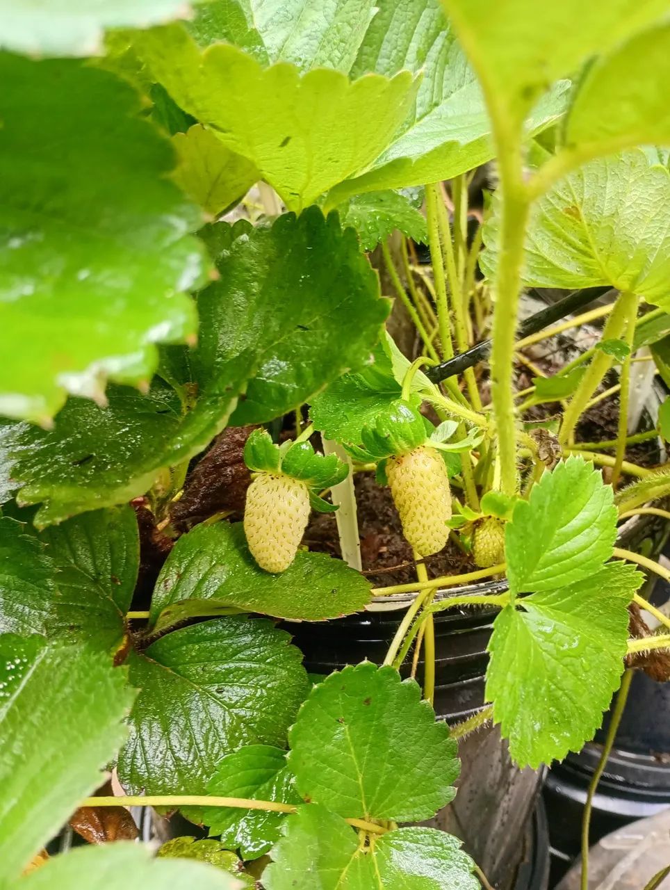 Venda de mudas de morango! - Foto 3