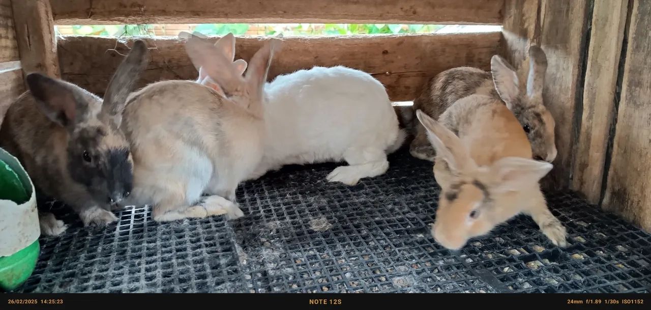 Três coelhos fofinhos para adoção - Foto 5