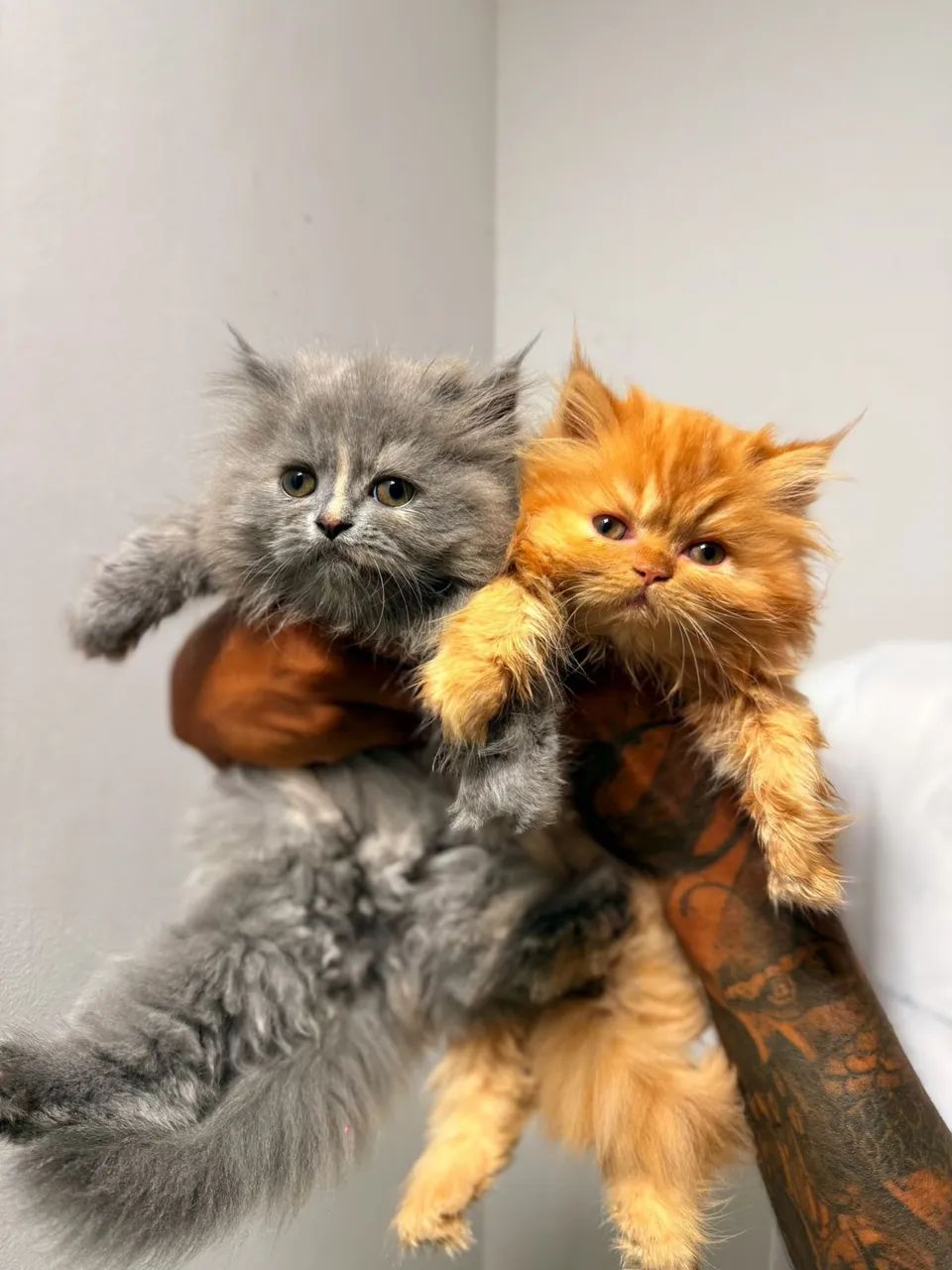 Gatos persas inteiros  - Foto 5