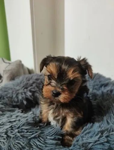 Yorkshire: A Alegria do Seu Lar