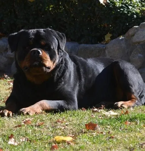 MACHOS E FÊMEAS DISPONÍVEIS ROTTWEILER LEST EUROPEU, WHATSAPP NA DESCRIÇÃO DO ANÚNCIO.