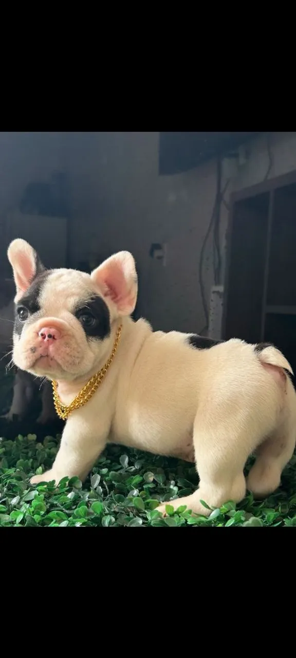 Filhote de Bulldog Francês