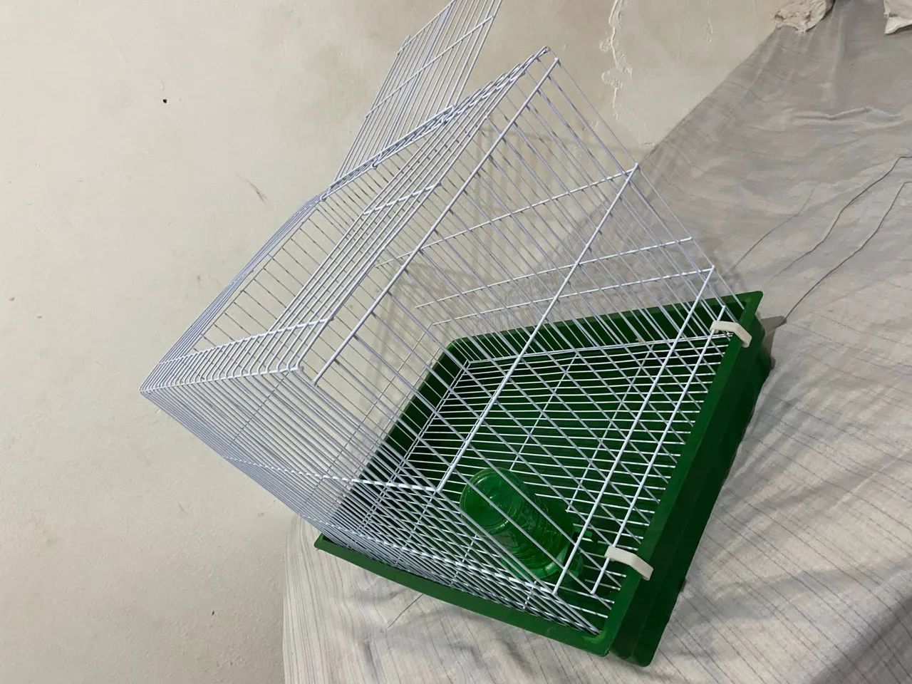 Coelhinho  Cinza macho  - Foto 2