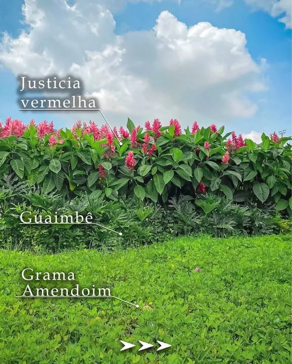 Paisagista revitalização de jardins