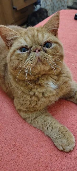 Gato Persa Exótico - Macho - Foto 4