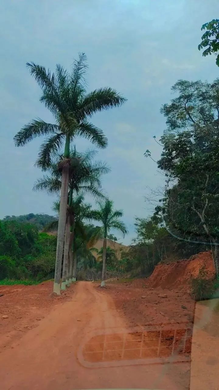Fazenda São Vicente Urucânia MG - Foto 3