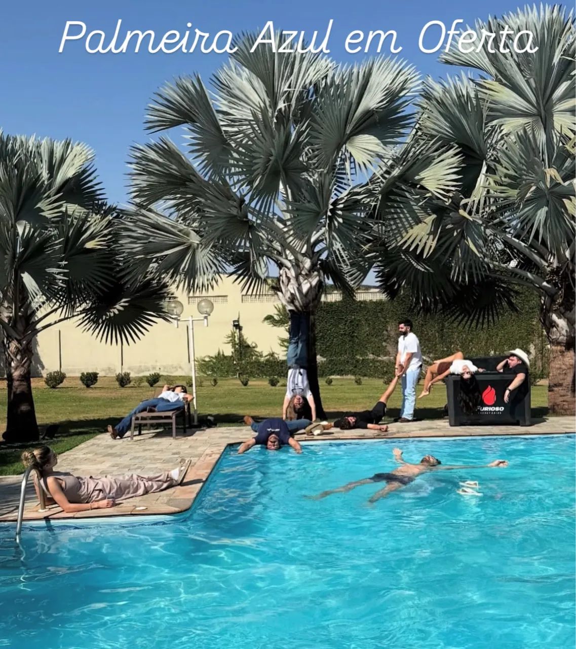 Mudas de Palmeira Azul  - Foto 5