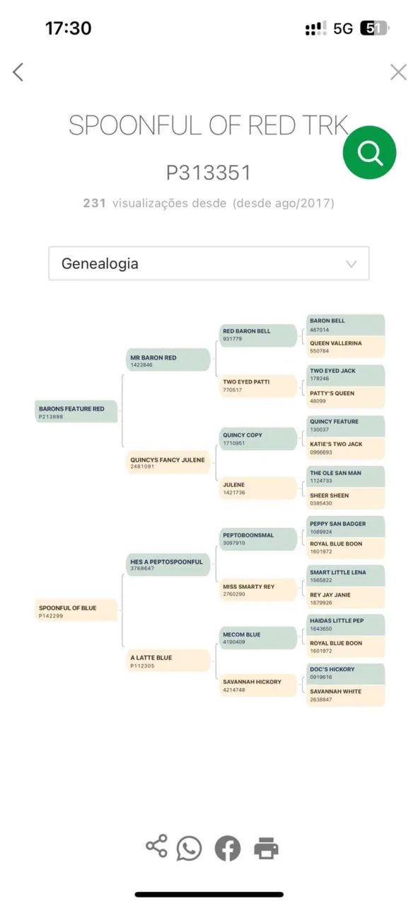 Égua registrada a venda. Quarto de milha  - Foto 2