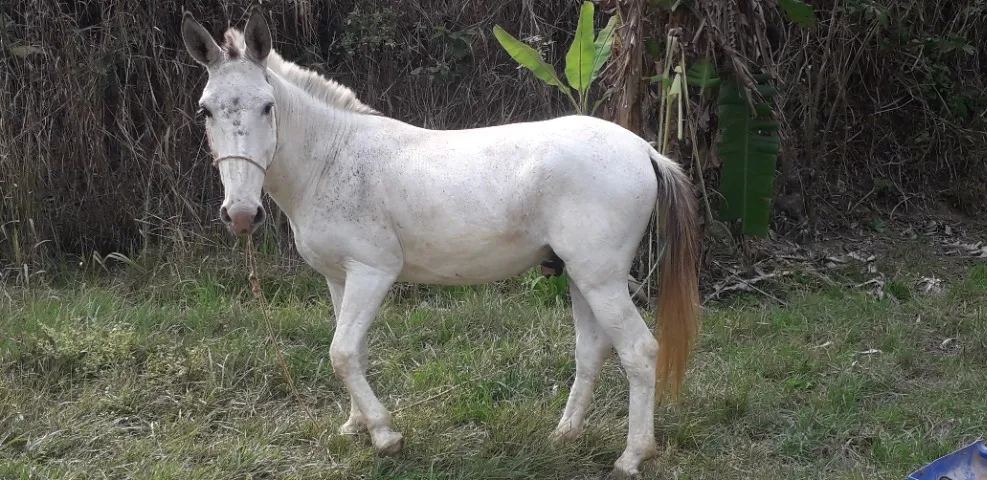 Burro jovem à venda