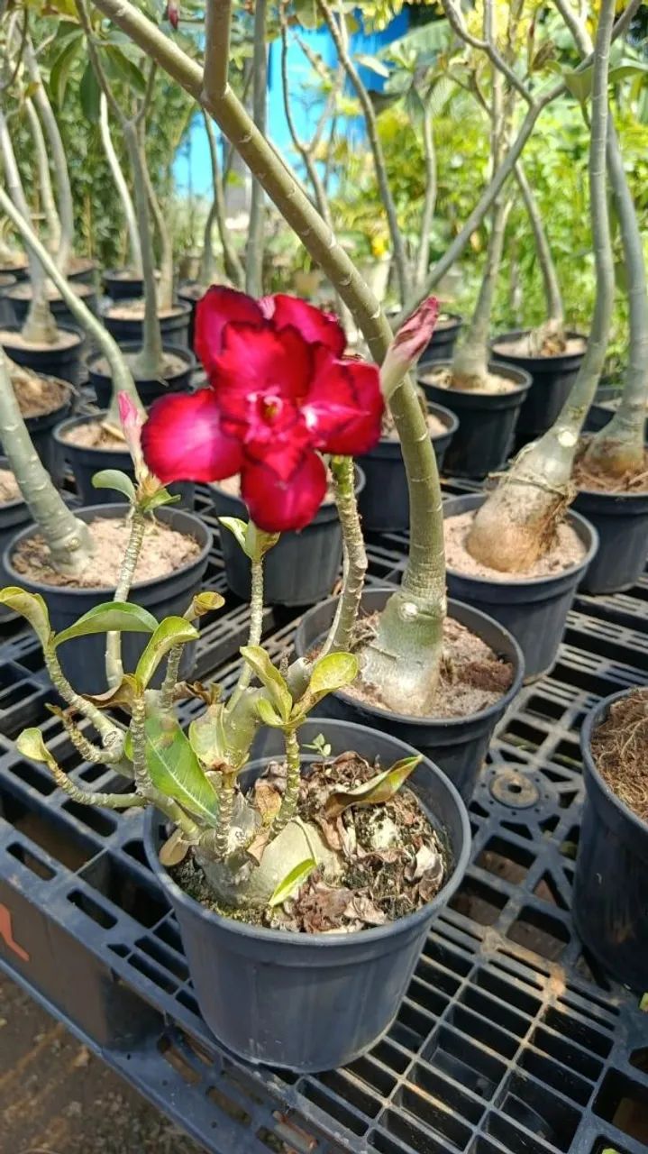 Rosa do deserto  - Foto 4