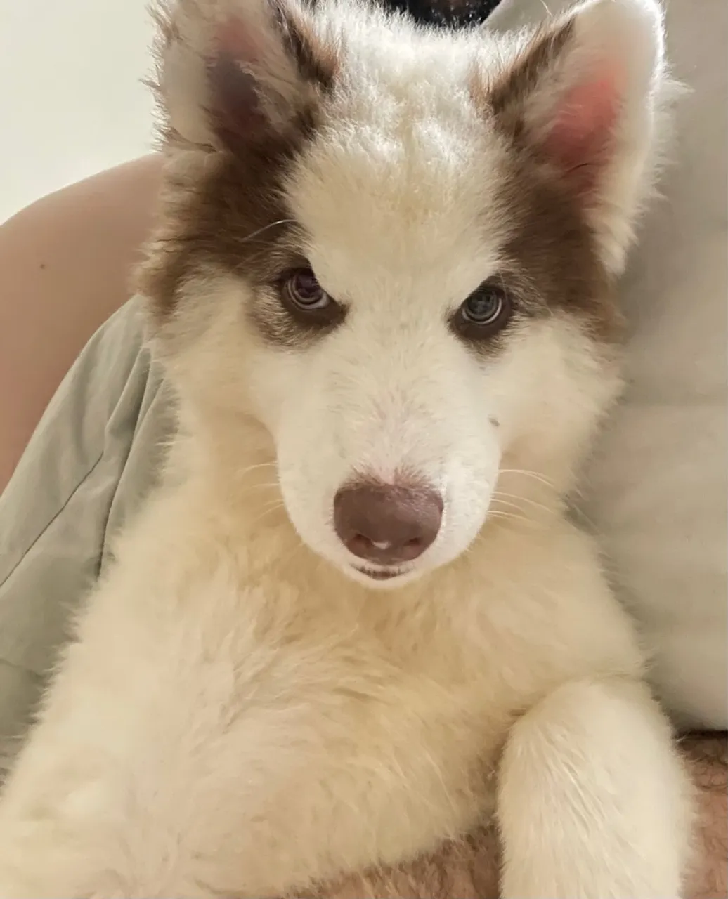 Filhote de Husky Siberiano