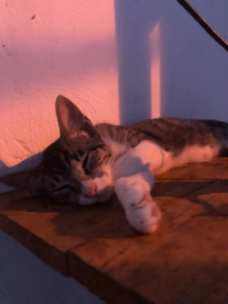 Doação de gato - Foto 4