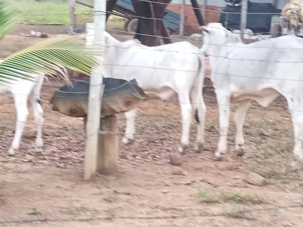 Vaga pra vaqueiro caseiro!