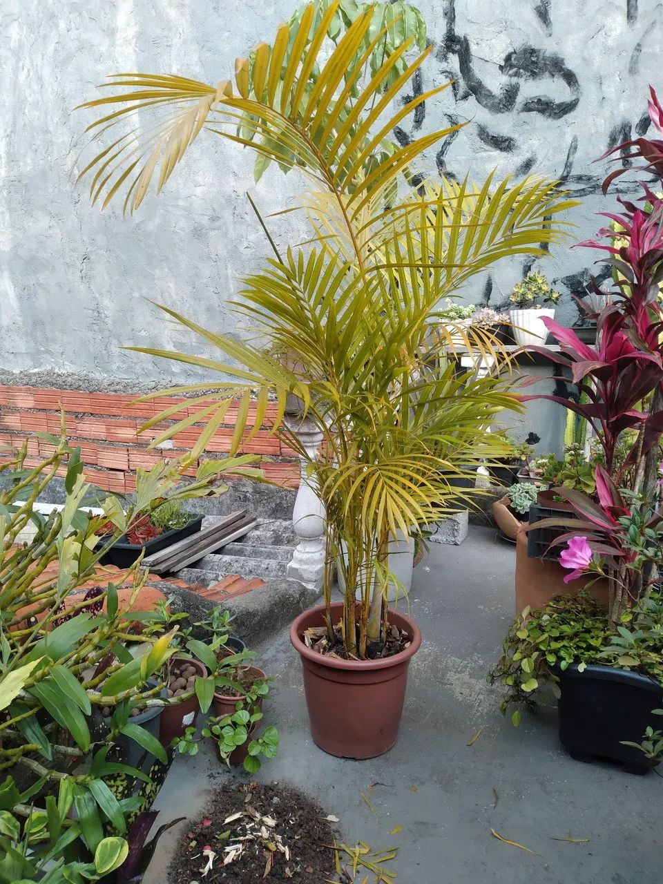Linda Palmeira amarela Areca para seu jardim! - Foto 2