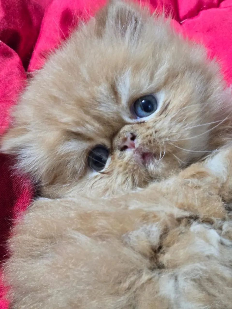 Filhotes de gato persa:exótico 