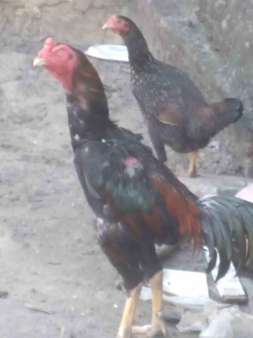Galos e galinhas  - Foto 3