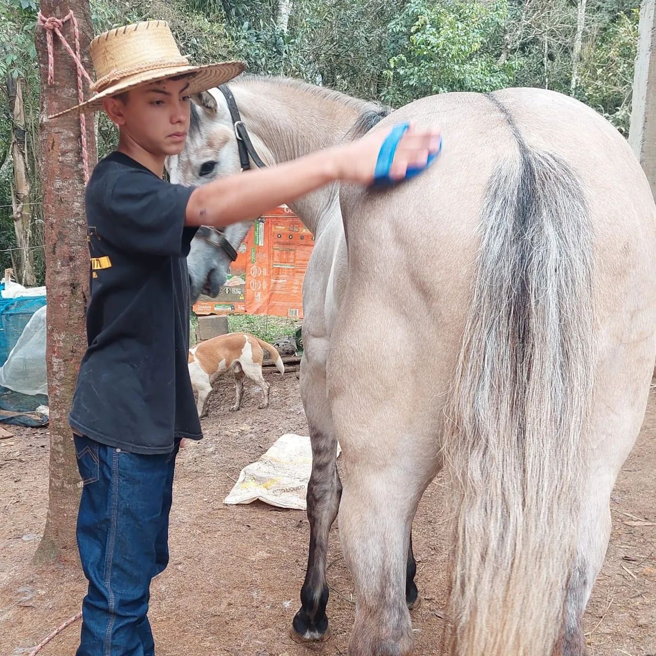 EXCELENTE POTRO QUARTO DE MILHA GARANHÃO. - Foto 2