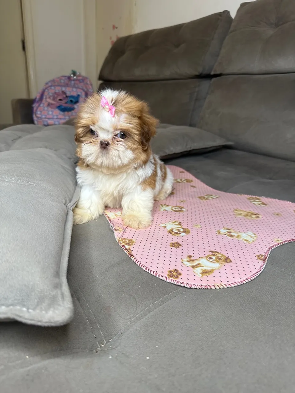 Shihtzu fêmeas mini