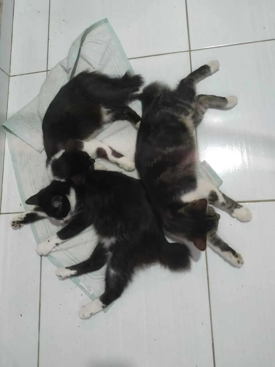 Gatinhos fofos para doação