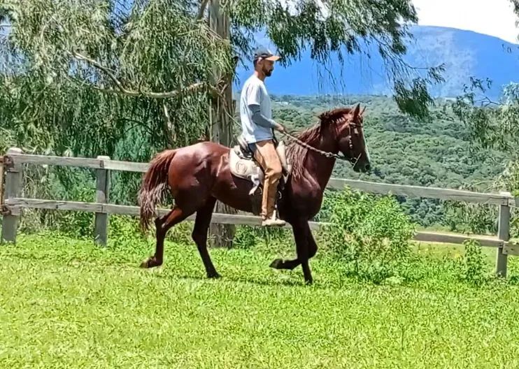 Cavalo Garanhão Mangalarga Marchador - Foto 4