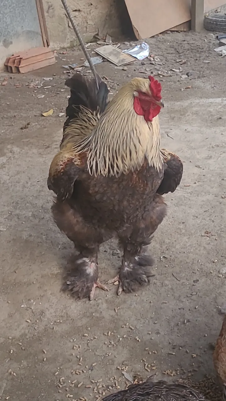 Galo Brahma Gigante