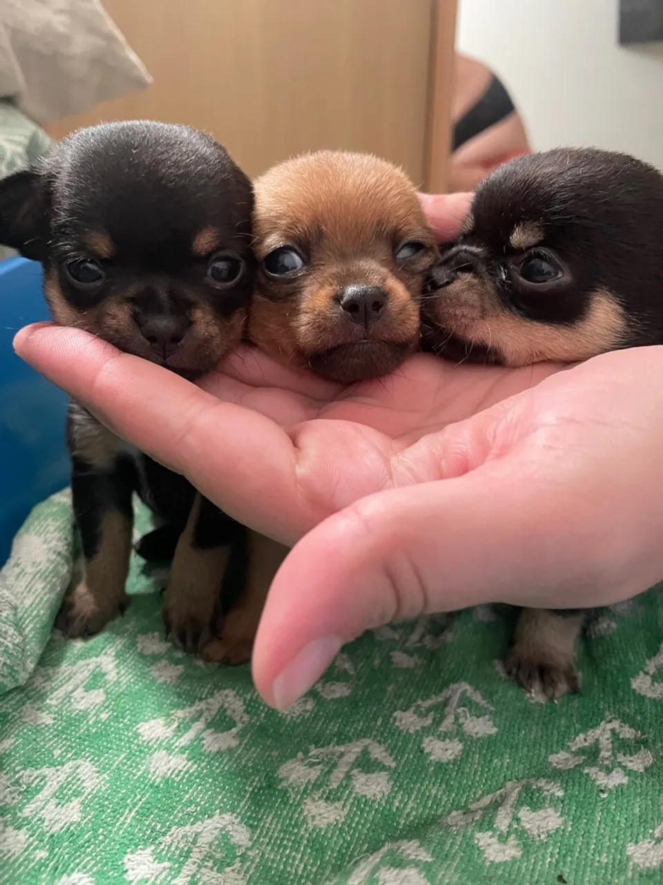 Chihuahua