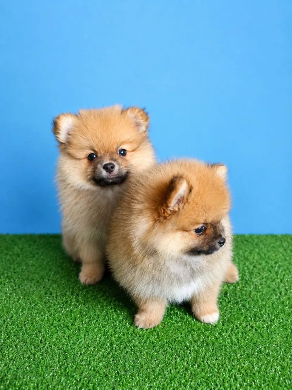 Cachorros e acessórios  - Foto 4