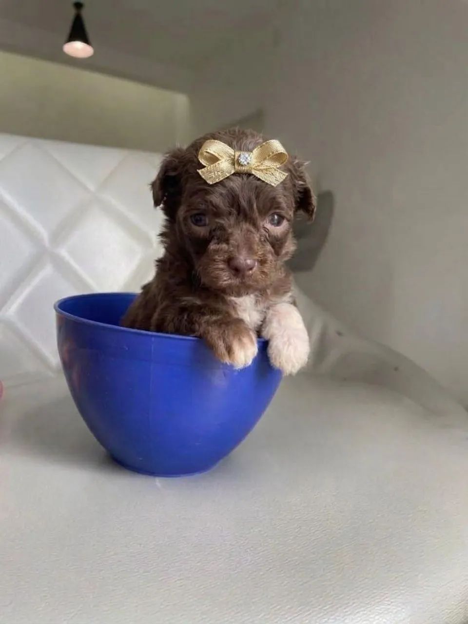 Poodle toyzinho 