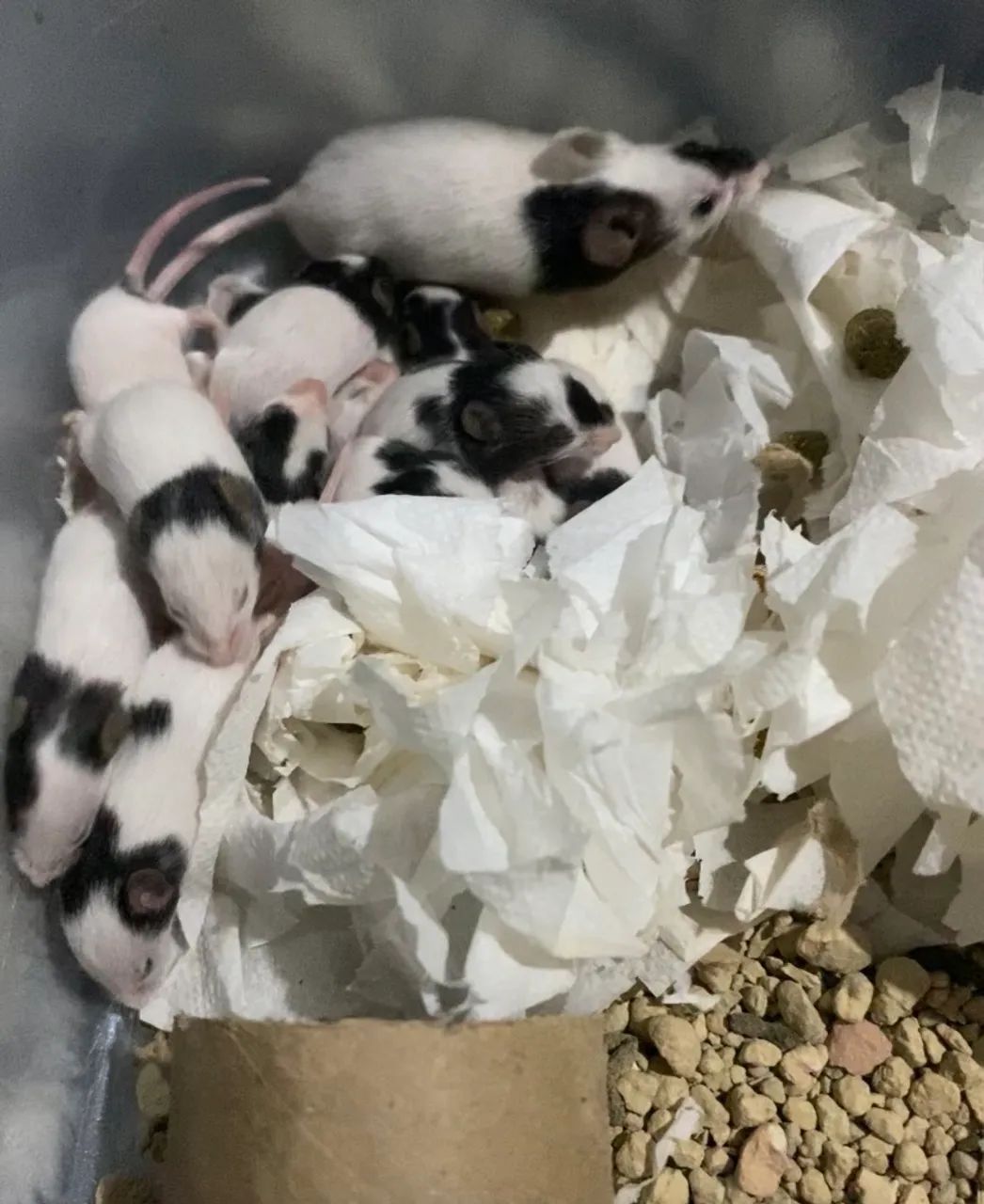 Topolinos/Camundongos - Foto 3