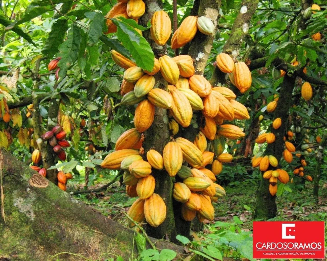 Fazenda em Comandatuba - Foto 3