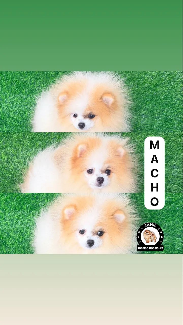Lulu macho anão 