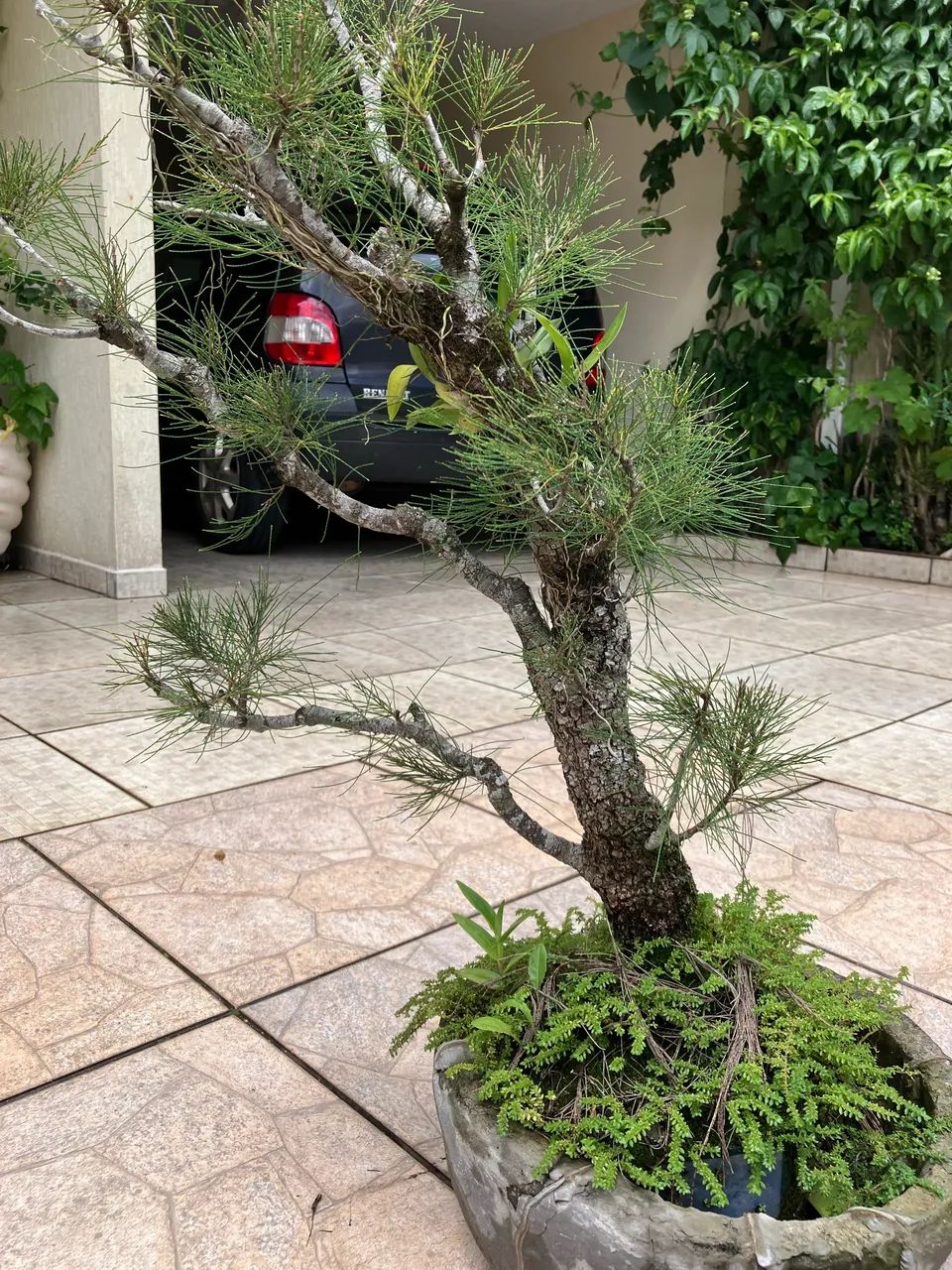 Pré bonsai Pinheiro casuarina 25 anos - Foto 2