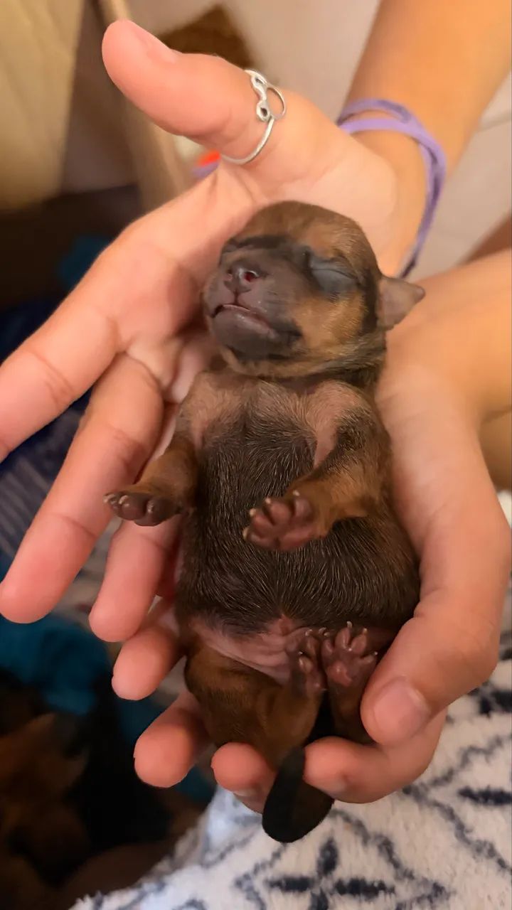 Pinscher 1 