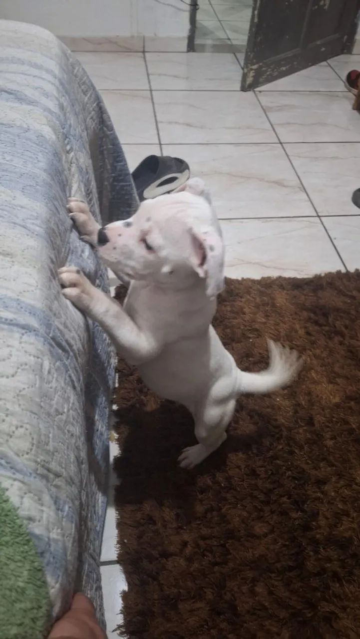 Pitbull  - Foto 3