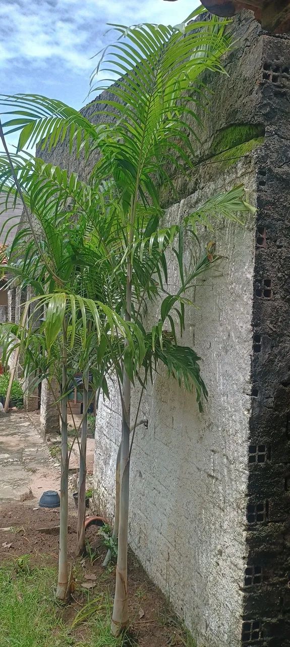 Palmeira Carpintaria  - Foto 2