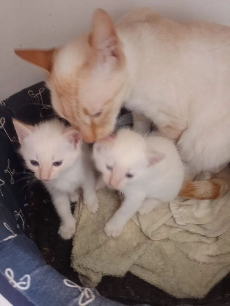 Doadoados 