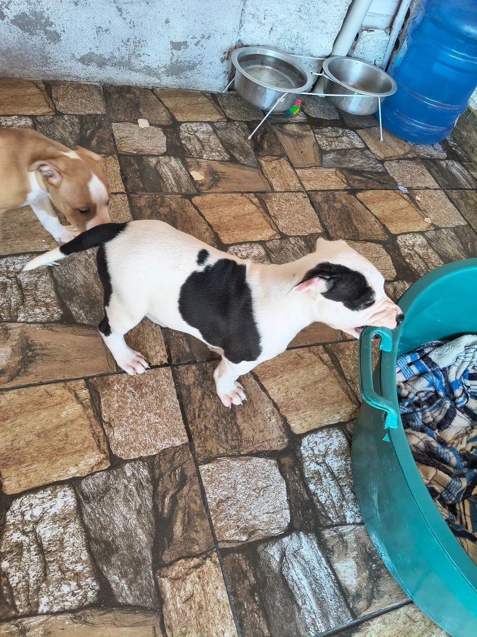 Filhote Fêmea American Pit Bull Terrier (APBT) 