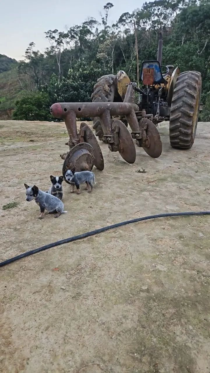 Trator Valmet  - Foto 2