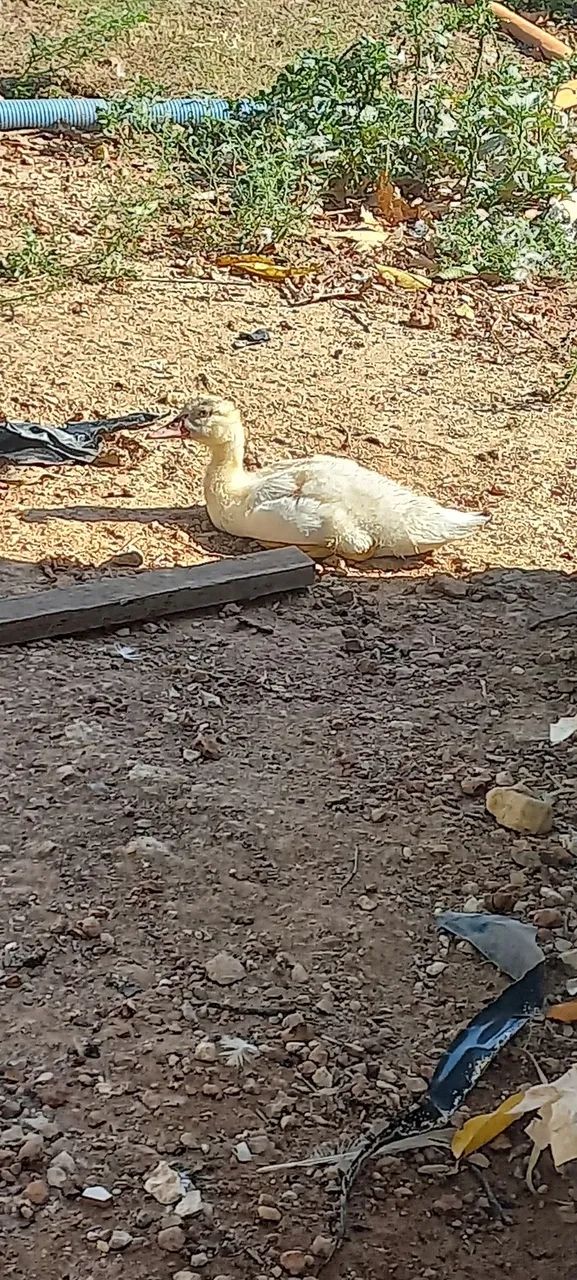 Patos 