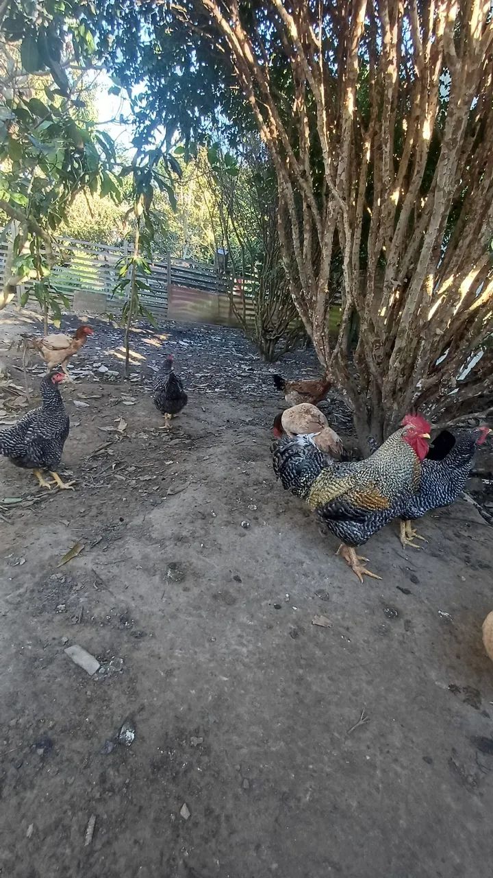 Galinhas caipiras