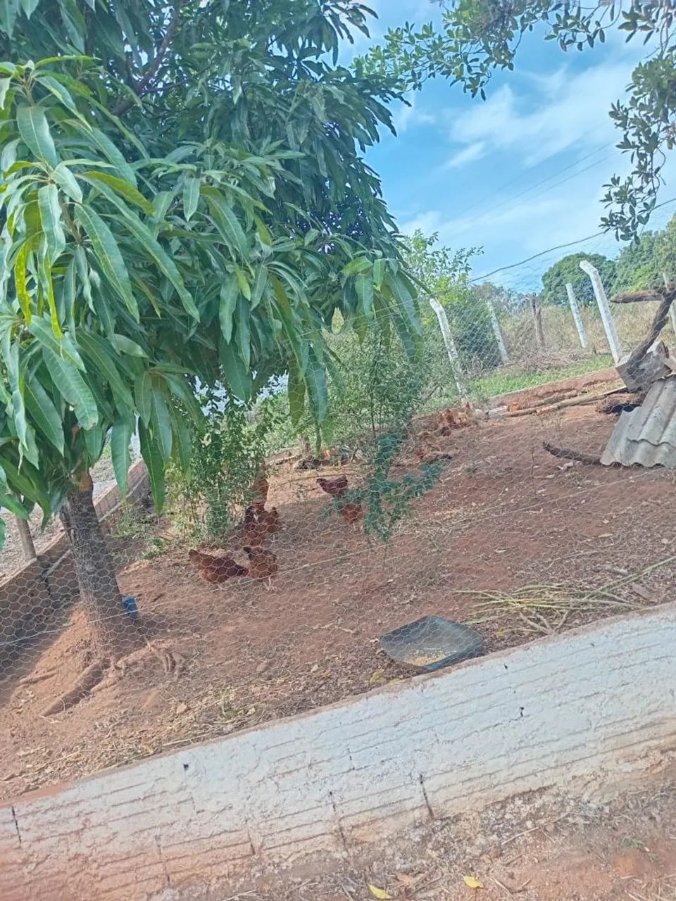 ? CHÁCARA À VENDA NO DOURADINHO - ÓTIMA OPORTUNIDADE! ?<br> - Foto 5