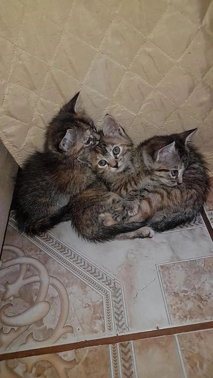 Procurando um lar - Foto 3