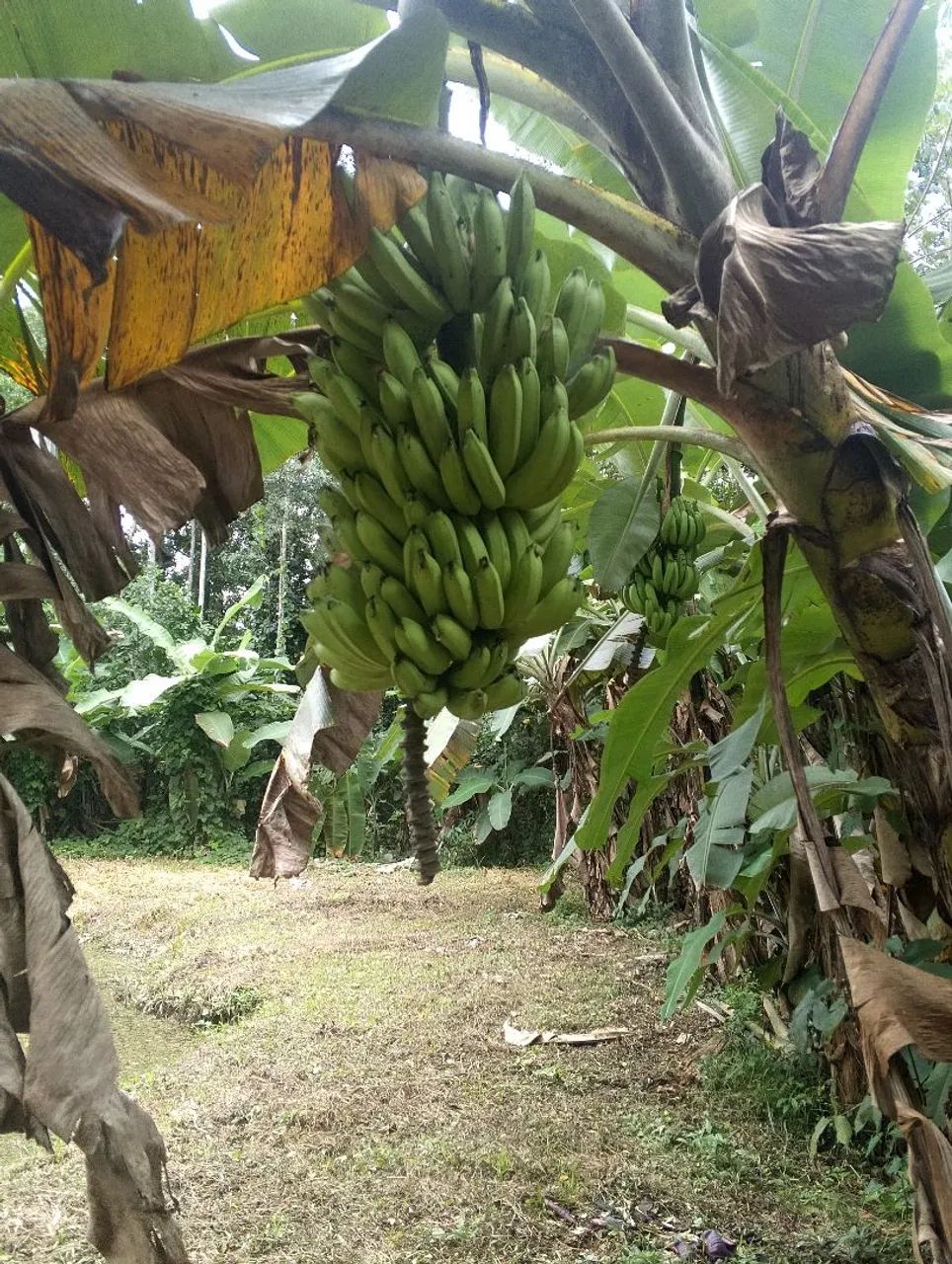 Chácara na Transacreana  - Foto 2