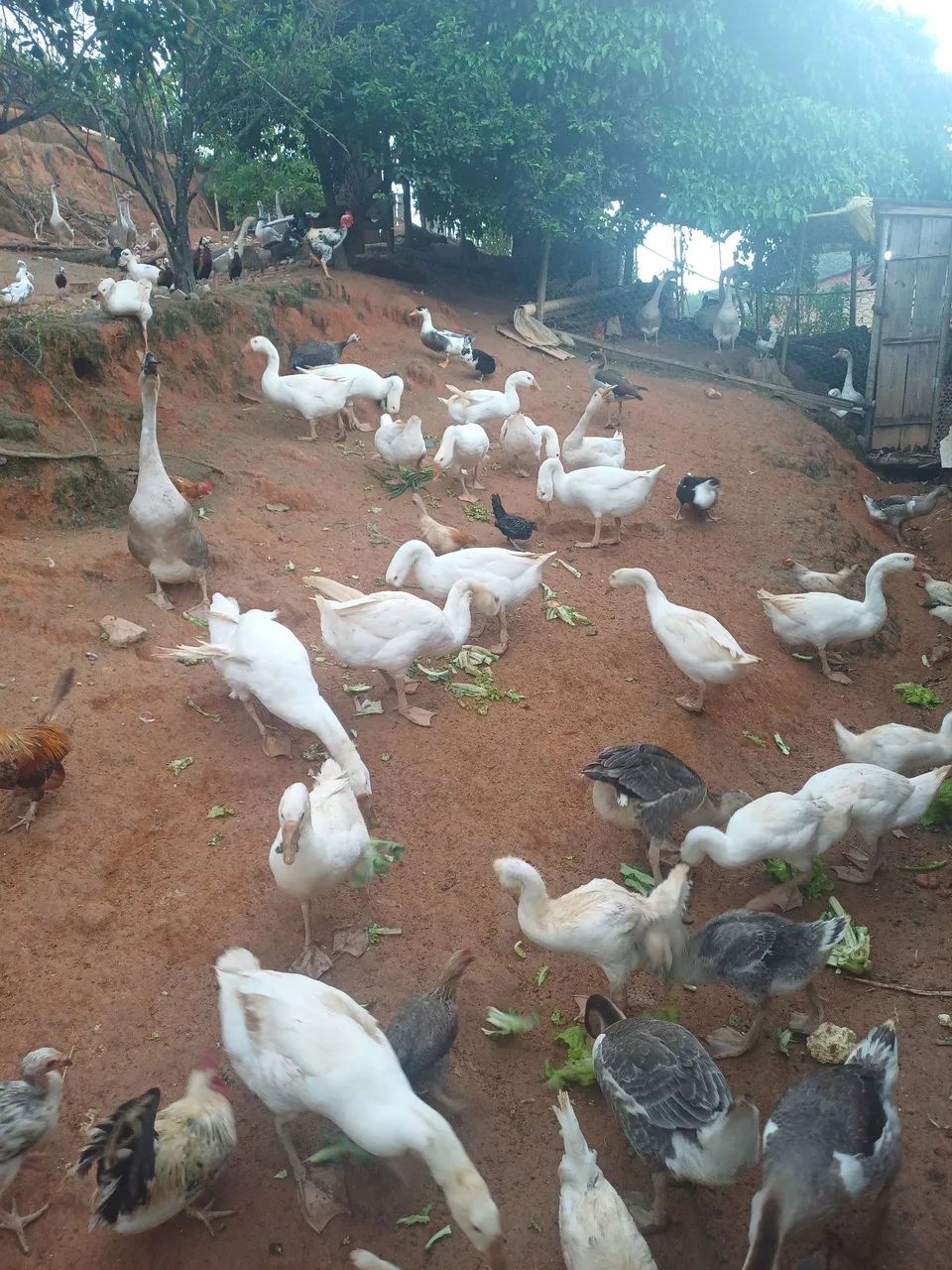 Ganso Africano Sinaleiro  - Foto 2