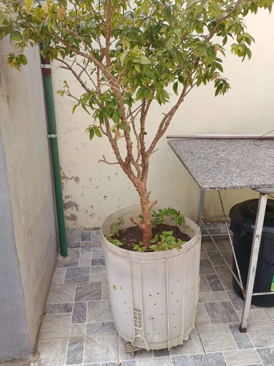 Pé de jabuticaba e de acerola
